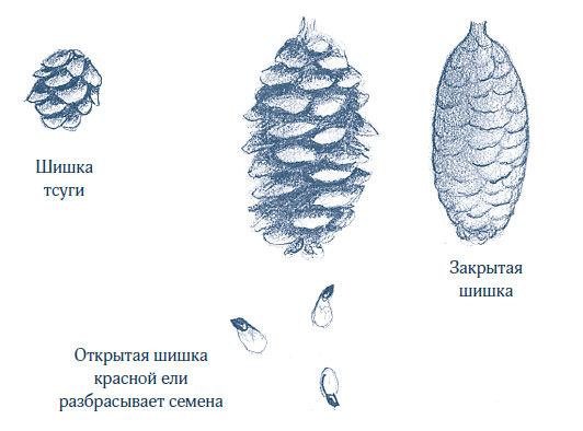 Иллюстрация к книге — Зима: Секреты выживания растений и животных в самое суровое время года [i_007.jpg]