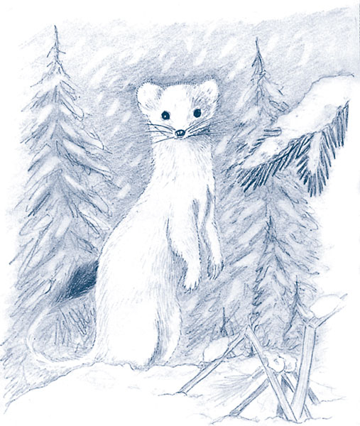 Иллюстрация к книге — Зима: Секреты выживания растений и животных в самое суровое время года [i_010.jpg]