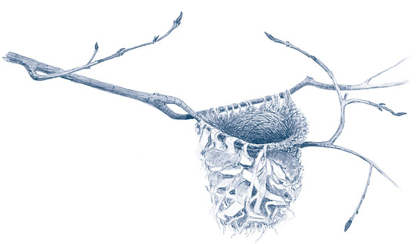 Иллюстрация к книге — Зима: Секреты выживания растений и животных в самое суровое время года [i_012.jpg]