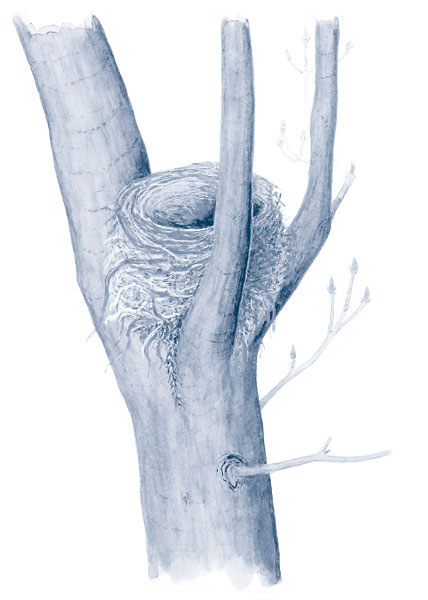 Иллюстрация к книге — Зима: Секреты выживания растений и животных в самое суровое время года [i_013.jpg]