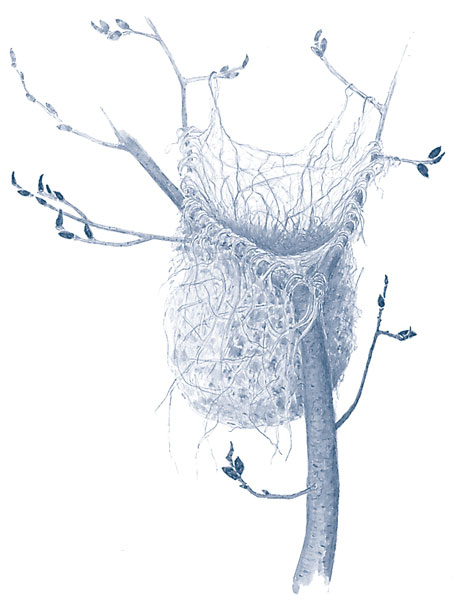 Иллюстрация к книге — Зима: Секреты выживания растений и животных в самое суровое время года [i_014.jpg]