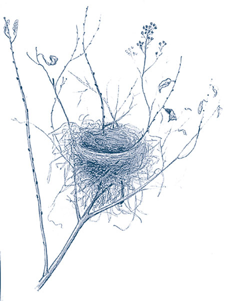 Иллюстрация к книге — Зима: Секреты выживания растений и животных в самое суровое время года [i_016.jpg]