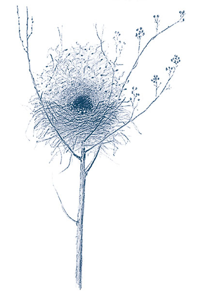 Иллюстрация к книге — Зима: Секреты выживания растений и животных в самое суровое время года [i_017.jpg]