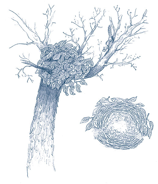 Иллюстрация к книге — Зима: Секреты выживания растений и животных в самое суровое время года [i_021.jpg]