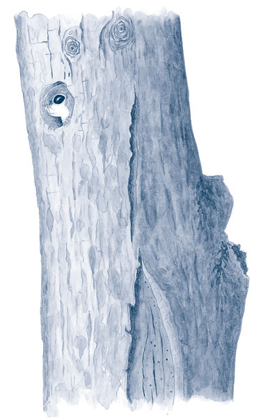 Иллюстрация к книге — Зима: Секреты выживания растений и животных в самое суровое время года [i_022.jpg]