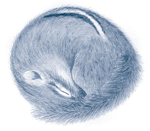 Иллюстрация к книге — Зима: Секреты выживания растений и животных в самое суровое время года [i_023.jpg]