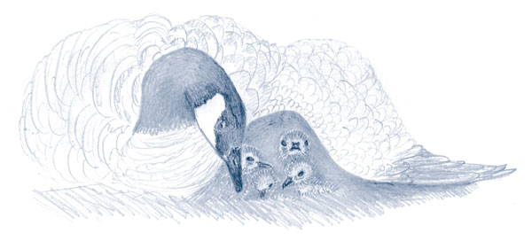 Иллюстрация к книге — Зима: Секреты выживания растений и животных в самое суровое время года [i_027.jpg]