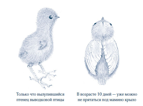 Иллюстрация к книге — Зима: Секреты выживания растений и животных в самое суровое время года [i_028.jpg]