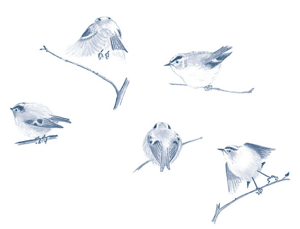 Иллюстрация к книге — Зима: Секреты выживания растений и животных в самое суровое время года [i_029.jpg]