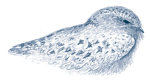 Иллюстрация к книге — Зима: Секреты выживания растений и животных в самое суровое время года [i_032.jpg]