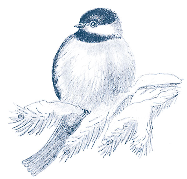 Иллюстрация к книге — Зима: Секреты выживания растений и животных в самое суровое время года [i_033.jpg]