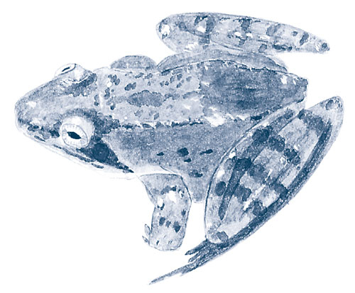 Иллюстрация к книге — Зима: Секреты выживания растений и животных в самое суровое время года [i_039.jpg]