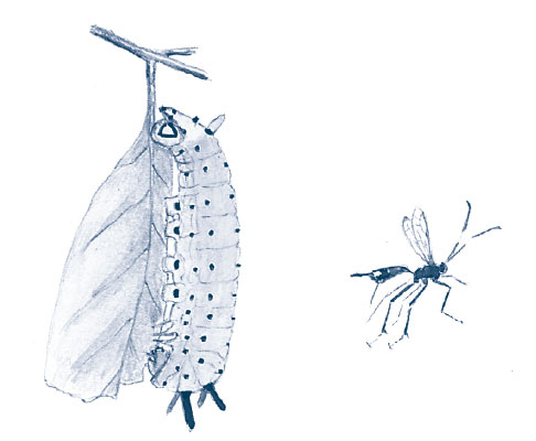 Иллюстрация к книге — Зима: Секреты выживания растений и животных в самое суровое время года [i_040.jpg]