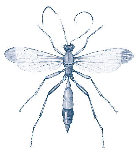 Иллюстрация к книге — Зима: Секреты выживания растений и животных в самое суровое время года [i_041.jpg]