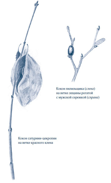 Иллюстрация к книге — Зима: Секреты выживания растений и животных в самое суровое время года [i_044.jpg]