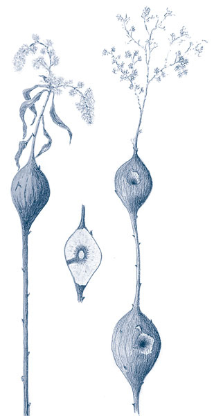 Иллюстрация к книге — Зима: Секреты выживания растений и животных в самое суровое время года [i_045.jpg]