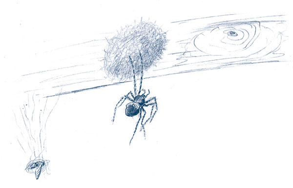 Иллюстрация к книге — Зима: Секреты выживания растений и животных в самое суровое время года [i_049.jpg]