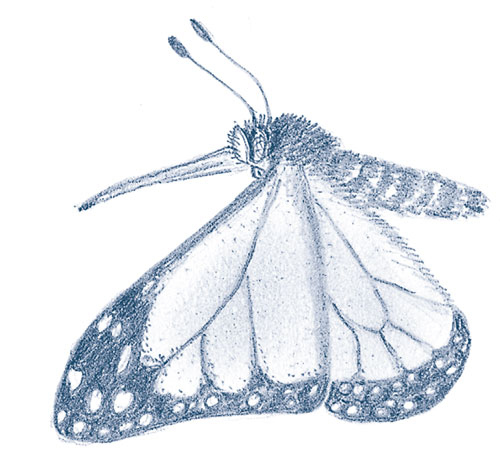 Иллюстрация к книге — Зима: Секреты выживания растений и животных в самое суровое время года [i_050.jpg]