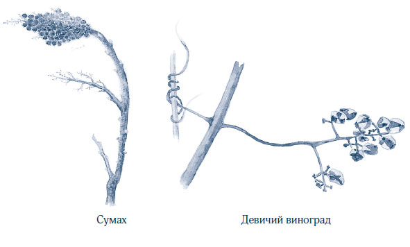 Иллюстрация к книге — Зима: Секреты выживания растений и животных в самое суровое время года [i_056.jpg]