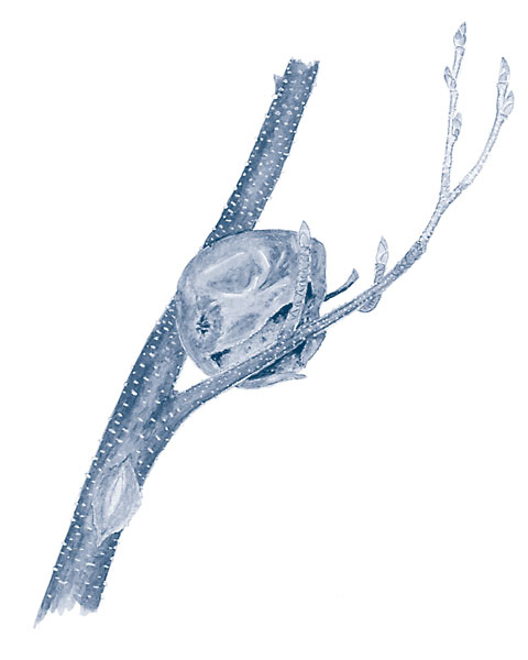 Иллюстрация к книге — Зима: Секреты выживания растений и животных в самое суровое время года [i_058.jpg]