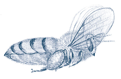 Иллюстрация к книге — Зима: Секреты выживания растений и животных в самое суровое время года [i_060.jpg]