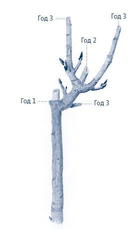 Иллюстрация к книге — Зима: Секреты выживания растений и животных в самое суровое время года [i_063.jpg]