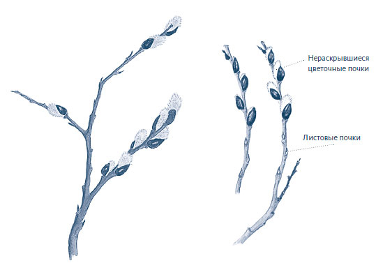 Иллюстрация к книге — Зима: Секреты выживания растений и животных в самое суровое время года [i_065.jpg]