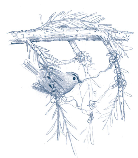 Иллюстрация к книге — Зима: Секреты выживания растений и животных в самое суровое время года [i_067.jpg]