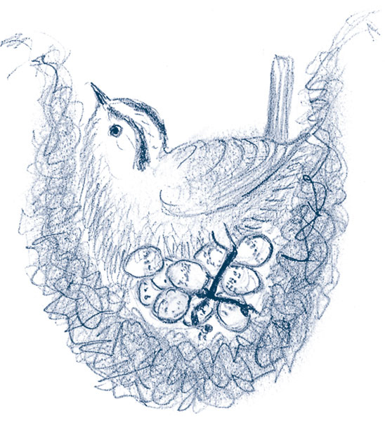 Иллюстрация к книге — Зима: Секреты выживания растений и животных в самое суровое время года [i_068.jpg]