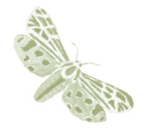 Иллюстрация к книге — Лето: Секреты выживания растений и животных в сезон изобилия [i_001.jpg]