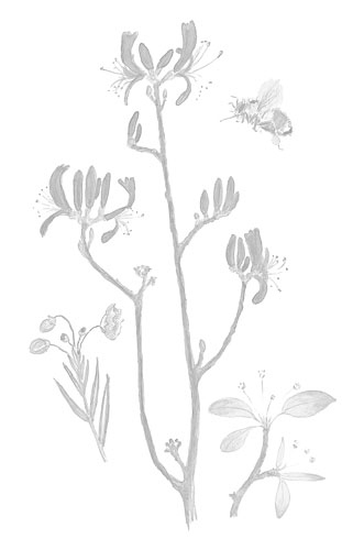 Иллюстрация к книге — Лето: Секреты выживания растений и животных в сезон изобилия [i_002.jpg]