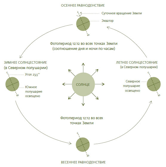 Иллюстрация к книге — Лето: Секреты выживания растений и животных в сезон изобилия [i_003.jpg]