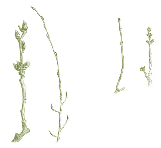 Иллюстрация к книге — Лето: Секреты выживания растений и животных в сезон изобилия [i_004.jpg]