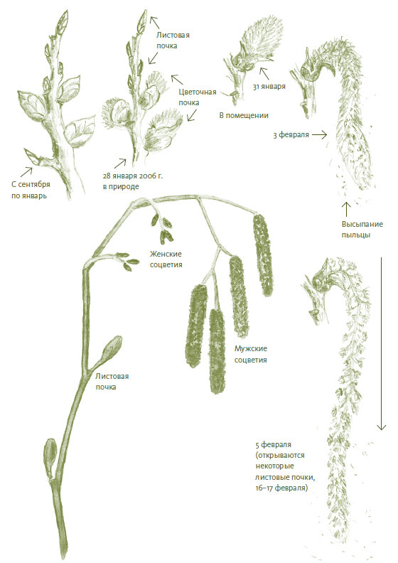 Иллюстрация к книге — Лето: Секреты выживания растений и животных в сезон изобилия [i_007.jpg]