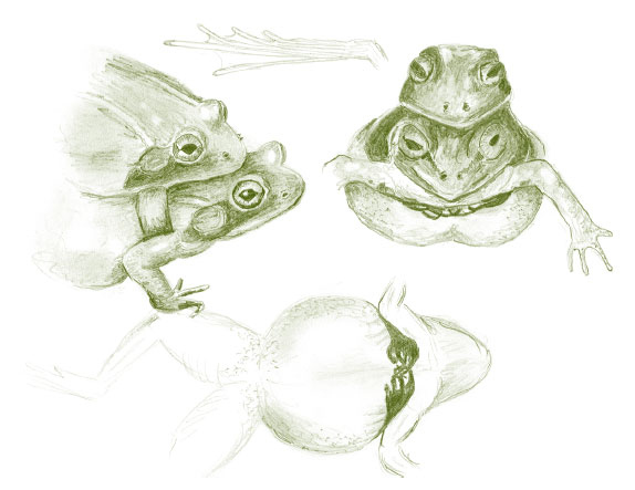 Иллюстрация к книге — Лето: Секреты выживания растений и животных в сезон изобилия [i_011.jpg]