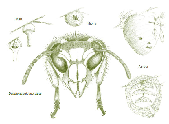 Иллюстрация к книге — Лето: Секреты выживания растений и животных в сезон изобилия [i_014.jpg]