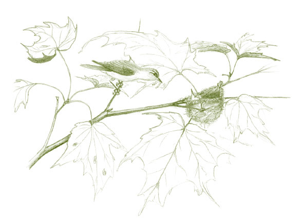 Иллюстрация к книге — Лето: Секреты выживания растений и животных в сезон изобилия [i_015.jpg]