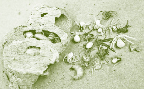 Иллюстрация к книге — Лето: Секреты выживания растений и животных в сезон изобилия [i_017.jpg]