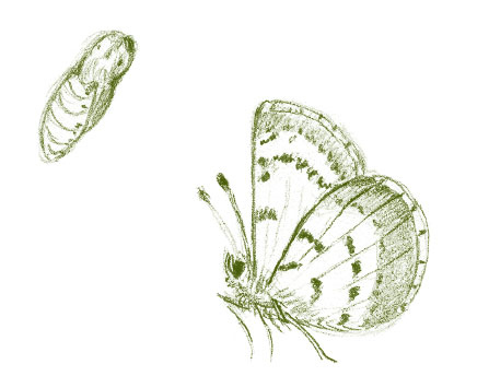 Иллюстрация к книге — Лето: Секреты выживания растений и животных в сезон изобилия [i_019.jpg]