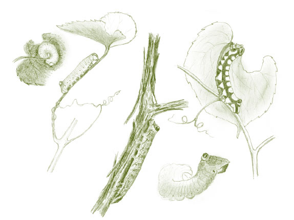 Иллюстрация к книге — Лето: Секреты выживания растений и животных в сезон изобилия [i_022.jpg]