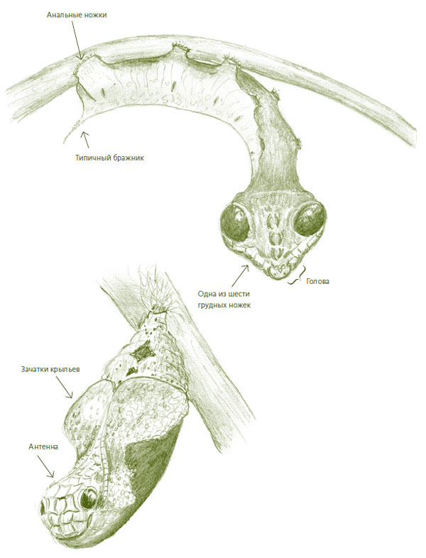 Иллюстрация к книге — Лето: Секреты выживания растений и животных в сезон изобилия [i_023.jpg]