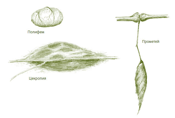 Иллюстрация к книге — Лето: Секреты выживания растений и животных в сезон изобилия [i_024.jpg]
