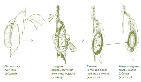Иллюстрация к книге — Лето: Секреты выживания растений и животных в сезон изобилия [i_025.jpg]