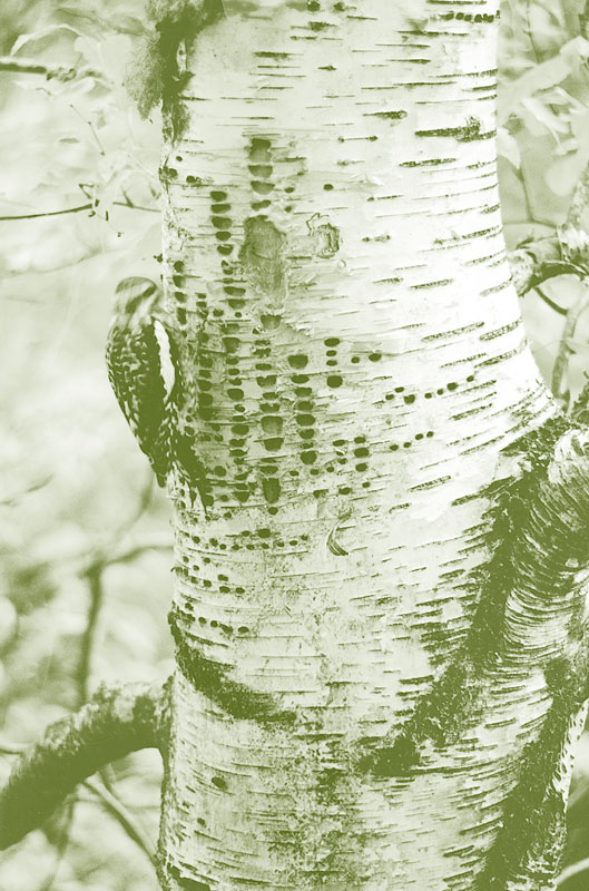 Иллюстрация к книге — Лето: Секреты выживания растений и животных в сезон изобилия [i_030.jpg]