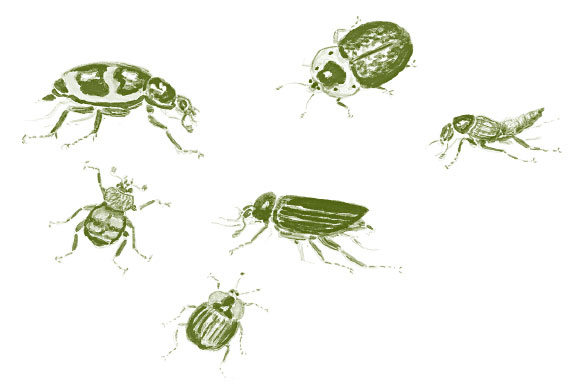 Иллюстрация к книге — Лето: Секреты выживания растений и животных в сезон изобилия [i_032.jpg]