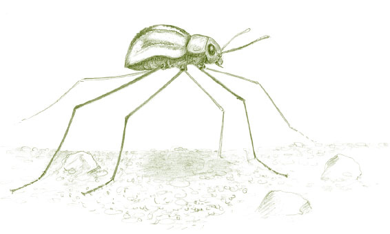 Иллюстрация к книге — Лето: Секреты выживания растений и животных в сезон изобилия [i_033.jpg]