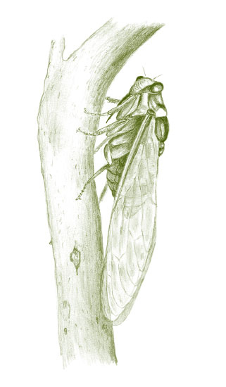 Иллюстрация к книге — Лето: Секреты выживания растений и животных в сезон изобилия [i_035.jpg]