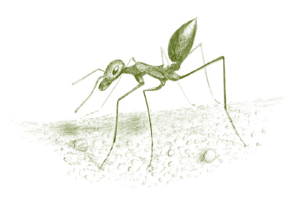 Иллюстрация к книге — Лето: Секреты выживания растений и животных в сезон изобилия [i_036.jpg]