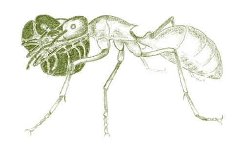 Иллюстрация к книге — Лето: Секреты выживания растений и животных в сезон изобилия [i_039.jpg]