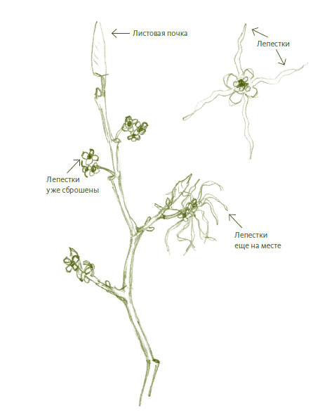 Иллюстрация к книге — Лето: Секреты выживания растений и животных в сезон изобилия [i_041.jpg]